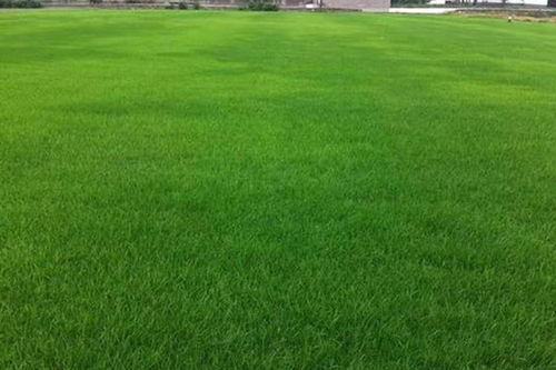 草坪科學(xué)養(yǎng)護(hù)指南 修剪與矮化劑使用建議