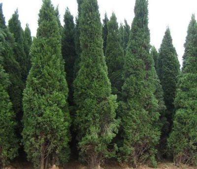 蜀檜苗 綠化工程的理想選擇